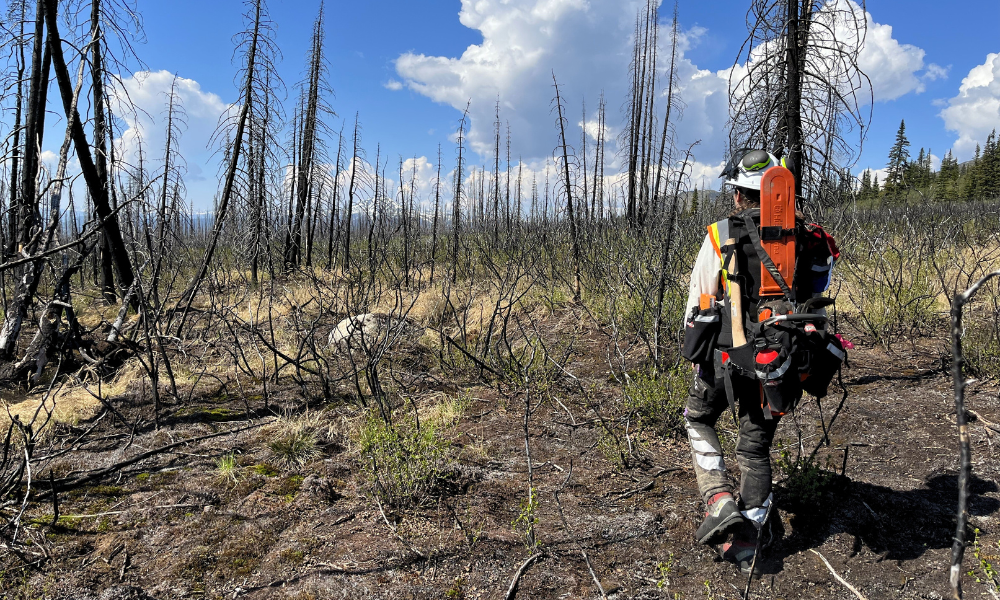 Une scientifique marche dans une forêt brûlée avec une tronçonneuse sur son dos.
