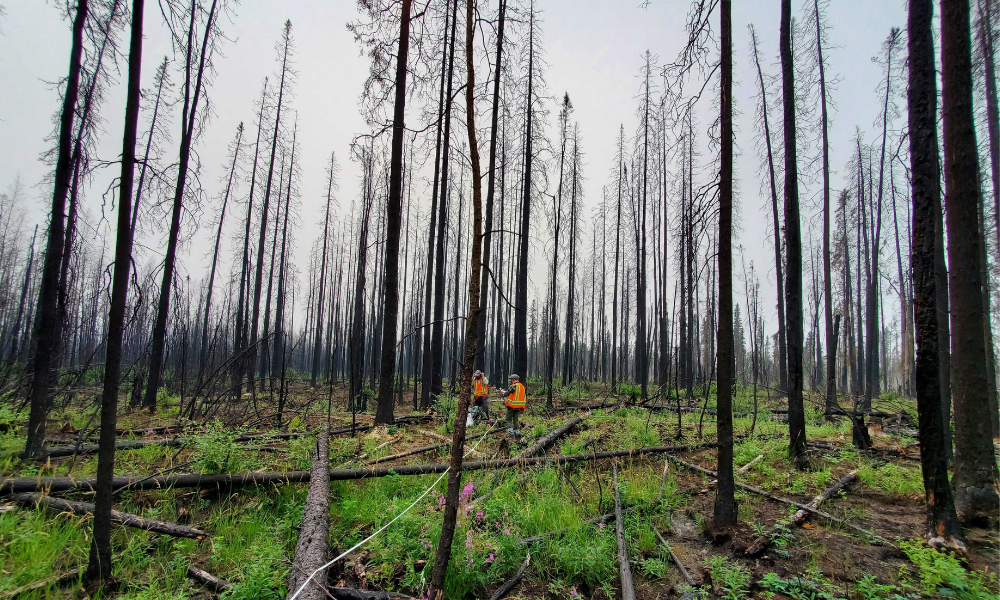 Deux scientifiques se tiennent au milieu d’arbres brûlés, sous un ciel voilé par la fumée.