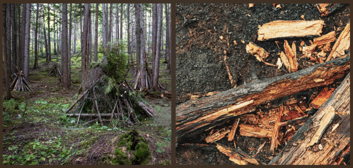 Des débris forestiers carbonisés par le feu. Des branches et de la biomasse forestière morte sont récoltées dans une forêt. 