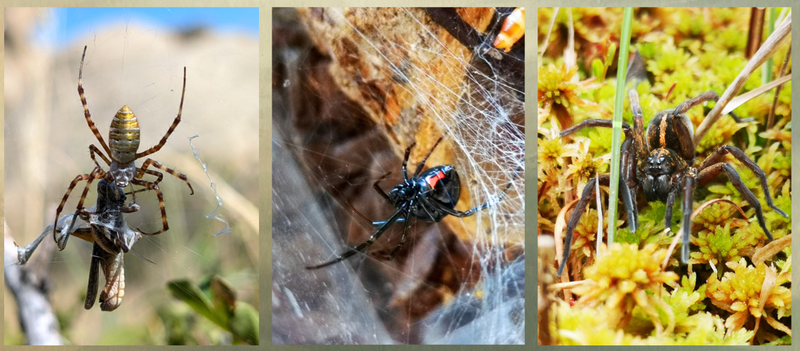 Photos de trois araignées différentes dans leur habitat naturel respectif.