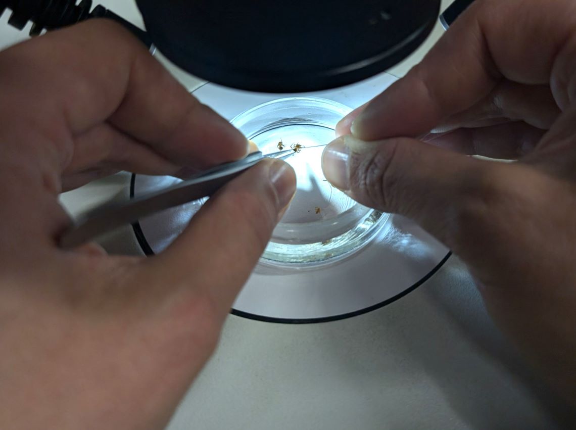 Une paire de mains tenant une minuscule araignée à l’aide de pinces, sous un microscope.