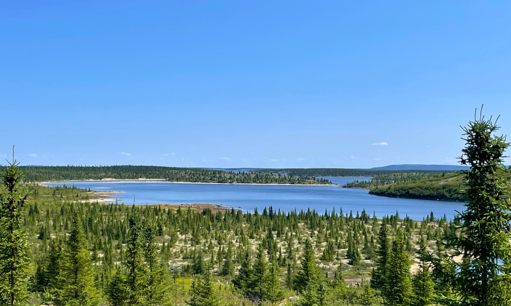 Vaste vue sur une forêt de conifères entourée d’eau.