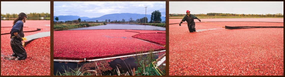 Jeu de trois photos représentant un homme enlisé jusqu’aux genoux dans une cannebergière remplie d’eau où flottent des milliers de canneberges.