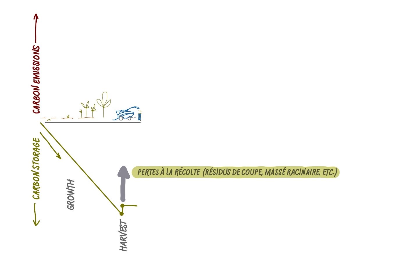 Diagramme illustrant la relation entre le stockage et les émissions de carbone lors des phases de croissance et de récolte des plantes. Il présente une ligne verte descendante intitulée « Croissance » indiquant l'augmentation du stockage de carbone, une ligne horizontale intitulée « Récolte » avec une flèche pointant vers le haut vers « Pertes à la récolte (résidus, masse racinaire, etc.) » représentant les émissions de carbone, et de petites icônes de plantes et de voitures symbolisant les éléments du cycle du carbone.