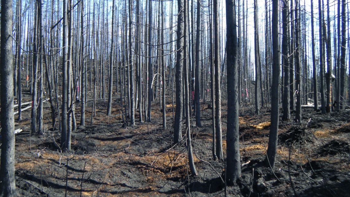 Forêt ravagée par le feu où l’on peut apercevoir des troncs d’arbres minces, sans aucune branche, s’élevant vers le ciel