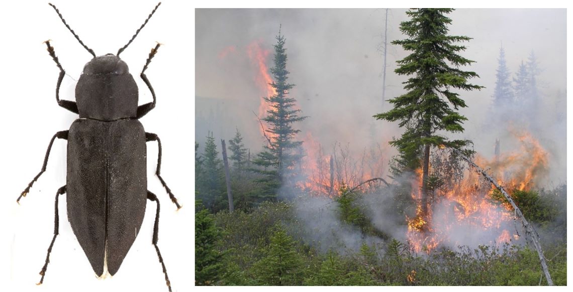 Montage photo d’un bupreste noir des brûlis et d’un feu de forêt actif