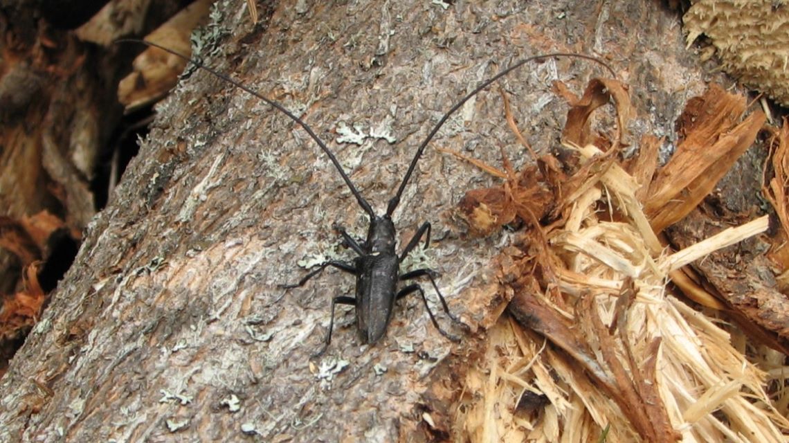 Un coléoptère noir, connu sous le nom de longicorne noir, sur un tronc tombé et en décomposition