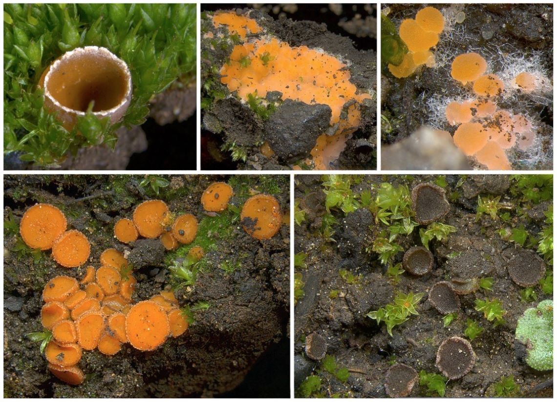 Montage photo de champignons à différents stades de croissance sur le sol forestier