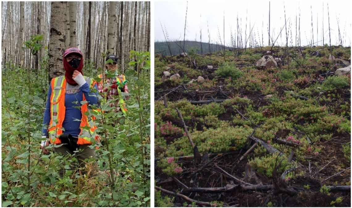 Deux images, l’une montrant un chercheur portant un gilet de sécurité et un masque dans une forêt entourée de jeunes rejets des peupliers faux-trembles, et l’autre un paysage où une plante appelée «&nbsp;kalmia à feuilles étroites&nbsp;» commence à repousser après un feu.