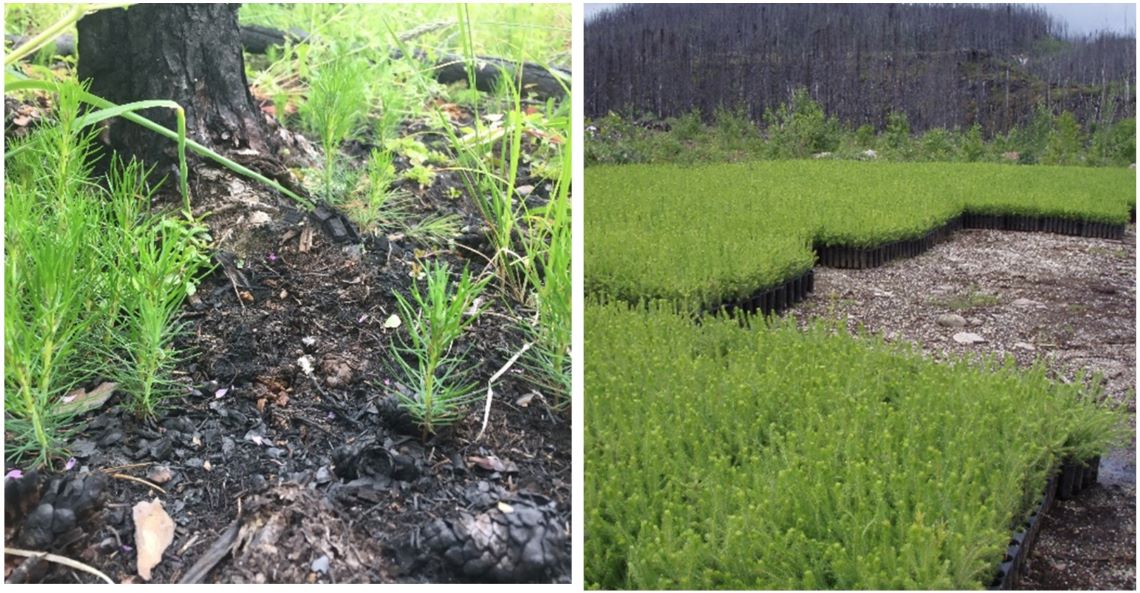 Deux images, l’une montrant de jeunes semis de pin gris ayant poussé naturellement, et l’autre une collection de plants cultivés prêts à être plantés