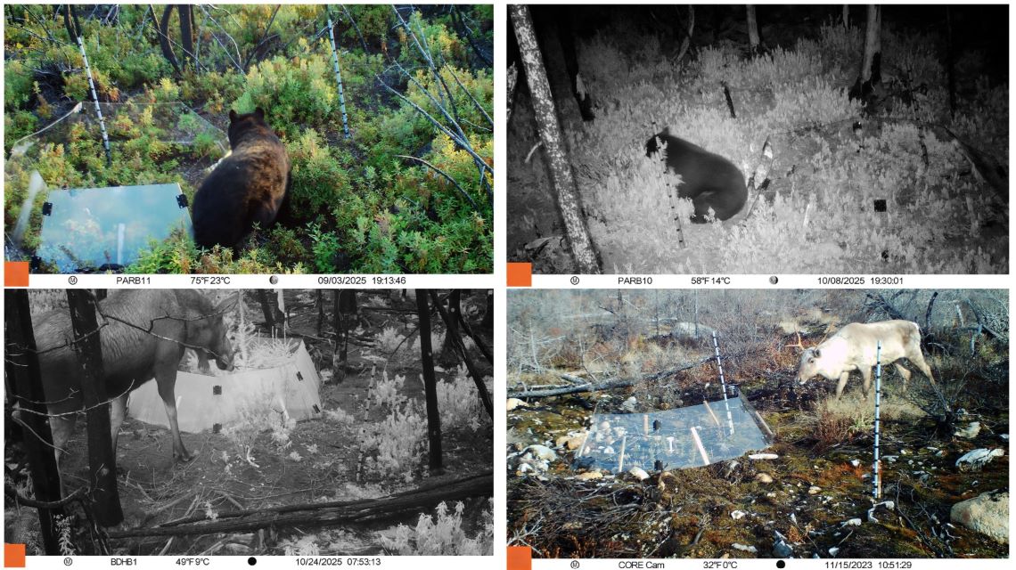 Montage photo de quatre images montrant des ours et des orignaux qui reviennent dans la forêt après un feu