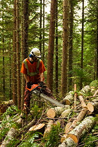 Un travailleur en tenue de sécurité coupe des arbres avec une tronçonneuse dans une forêt.