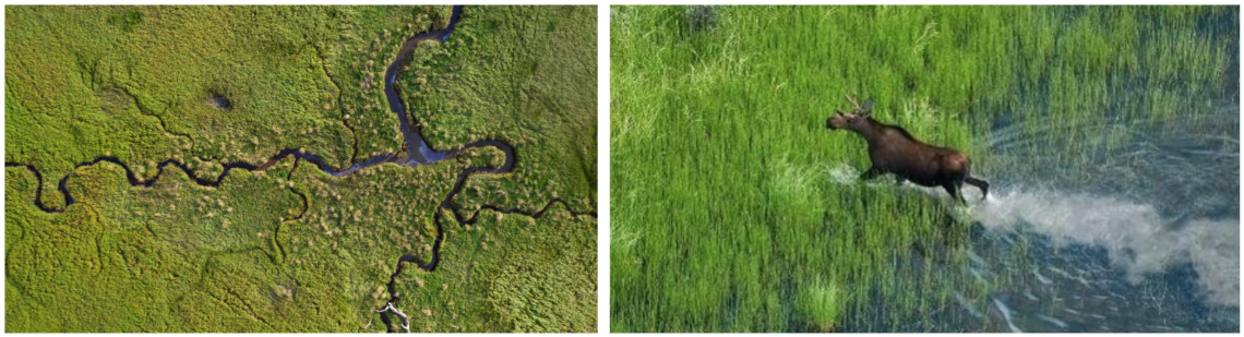 Duo de photos, la première montrant une vue aérienne d’un vaste marais et la seconde, un orignal traversant à la course un paysage aquatique.