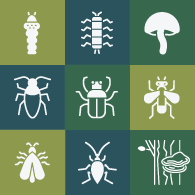 Une icône représentant neuf illustrations stylisées d’insectes et de maladies.