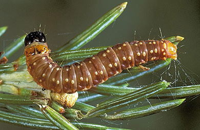 Chenille brune à tête noire, couverte de points jaune pâle, reposant sur une aiguille de pin verte. De fins fils soyeux entourent la chenille et les aiguilles.