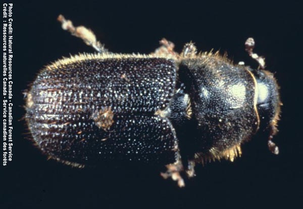Gros plan d’un scolyte brun foncé sur fond noir. Son corps oblong est recouvert de fins poils, et ses pattes et ses antennes sont courtes et fines. Photo : RNCan/SCF