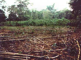 Coupe à blanc au Costa Rica