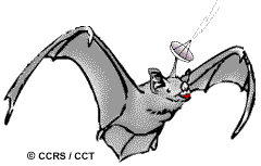 chauves-souris