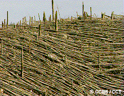 Forêts autour du Mont St Helens avant et après l'éruption