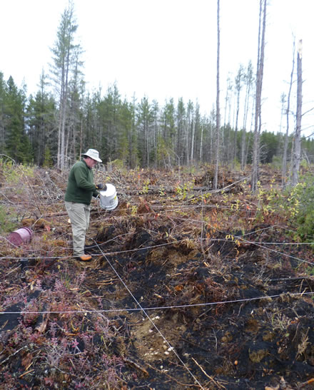 Essai sur la récolte de la biomasse au Island Lake - Ressources ...