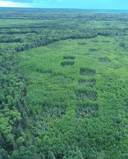 Vue aérienne des parcelles d’essai de Mistik entourées de forêt, 23 ans après l’épandage de la cendre. Photo : Ken Van Rees