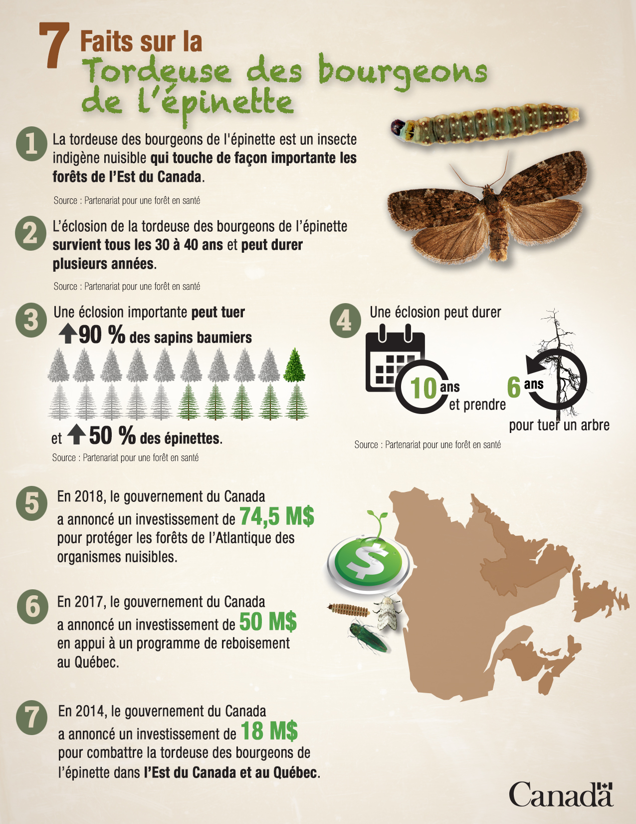 7 faits sur la tordeuse des bourgeons de l’épinette