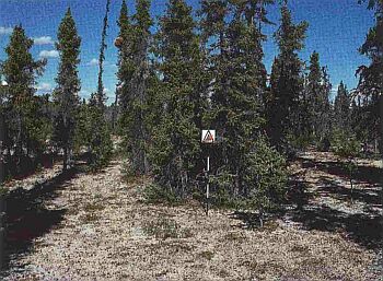 Un peuplement ouvert de conifères de hauteurs variées. Les branches des arbres s’étendent jusqu’au sol forestier qui est couvert par un tapis de cladonies.