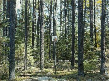 Un peuplement dense de conifères matures. Des arbres de plus petite dimension poussent sous un couvert épais. Le parterre forestier est parsemé de débris et de mousses hypnacées.
