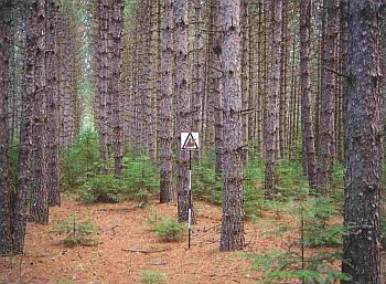 Une plantation mature de conifères. Le couvert est luxuriant et fermé. On y note l’absence de végétation de sous-bois. Le parterre forestier est recouvert d’une couche épaisse de litière d’aiguilles.