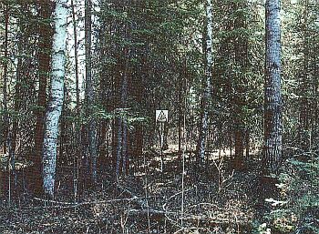 Un peuplement mixte de conifères et de feuillus dépourvus de feuilles. La structure et les stades de développement des arbres sont variés.