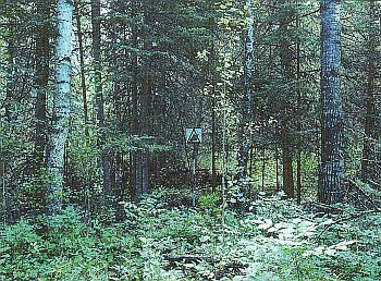 Un peuplement mixte de conifères et de feuillus de hauteurs et de dimensions variées. Les arbres sont en feuilles et le parterre forestier est indiscernable.