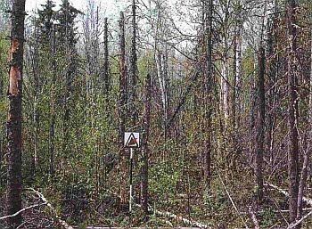 Un peuplement mixte défolié présentant une importante proportion d’arbres déracinés par le vent ou dont la cime est brisée. On y note également des arbres recouverts de lichens et d’autres débris ligneux. Le parterre forestier est marqué par la présence de mousses, d’aiguilles et de feuilles.