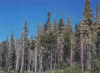 Un peuplement mixte présentant une importante proportion d’arbres déracinés par le vent ou dont la cime est brisée. On y note également des arbres recouverts de lichens et d’autres débris ligneux. Le parterre forestier est marqué par la présence de mousses, d’aiguilles et de feuilles.