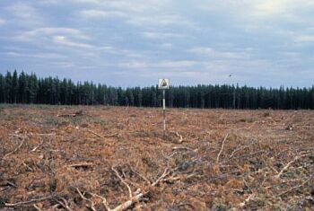 Un terrain dégagé avec des rémanents de l’exploitation de conifères matures. Les cimes et les branches restantes conservent encore la moitié de leur feuillage.