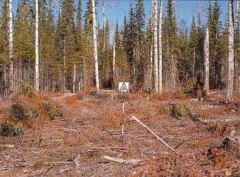 Un terrain exploité où les rémanents de la coupe de conifères matures sont visibles. Les cimes et les branches restantes conservent encore la moitié de leur feuillage et des mousses, des aiguilles et du bois en décomposition demeurent sur place.