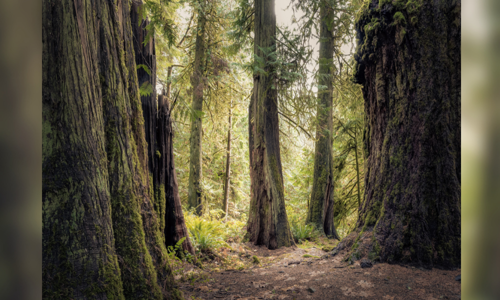 Forêt de Douglas anciens